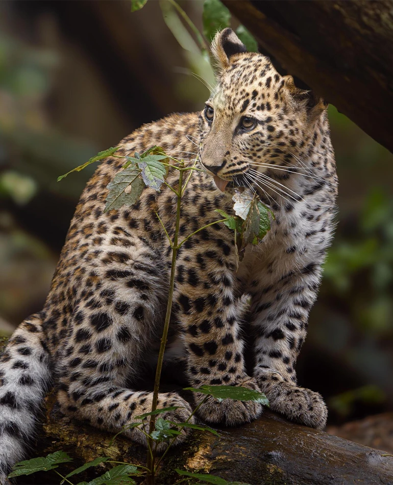 Lady M Safaris - Wildlife Safari
